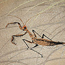 ʐ^NbNƁA傫ȉ摜ɂȂ܂