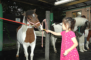 拡大写真の左右をクリックすると前後の写真がご覧いただけます。