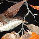 ʐ^NbNƁA傫ȉ摜ɂȂ܂