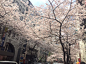 銀座の桜