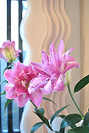 新入荷☆桜文様の中振袖