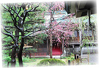 桜の季節の結婚式