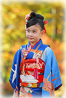 銀杏の紅葉に包まれた七五三