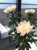 花と着物　ー菊ー