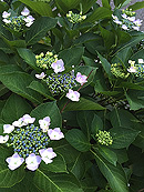 紫陽花の季節