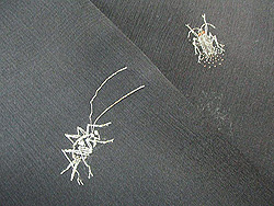 虫たちの刺繍明石縮