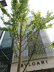 銀座のカツラ並木