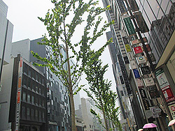 銀座のカツラ並木