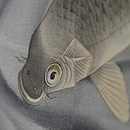 錦紗絵羽織　質感・風合