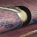 鵜の刺繍名古屋夏帯　質感・風合