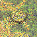 カシミール織コート　質感・風合（表地・くるみボタン）