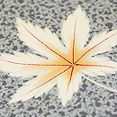 グレー地青楓一ツ紋付下　質感・風合