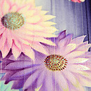 紫地縮緬三ツ紋重ねお散歩着　質感・風合