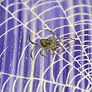 絽錦紗刷毛暈しに蜘蛛の巣付下　質感・風合