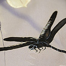 撫子透かし織蜻蛉柄単衣　質感・風合