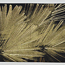 松の図刺繍名古屋帯　前中心