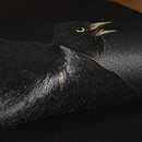 暁烏名古屋帯 質感・風合