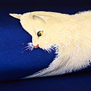 白い子猫の染名古屋帯　質感・風合