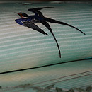 柳に燕絽名古屋帯　質感・風合