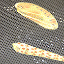 貝尽くし名古屋帯　質感・風合