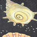 貝尽くし名古屋帯　質感・風合