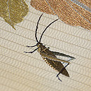 桐の葉に桔梗とバッタの単衣帯 質感・風合