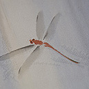 沢に深山蜻蛉単衣付下 質感・風合