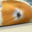 アザミの刺繍帯　質感・風合