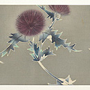 アザミ模様絽の染帯 前中心