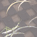 黒地夏虫の名古屋帯　質感・風合