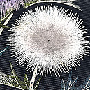 黒地あざみの絽名古屋帯　質感・風合