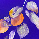 江戸柿の染め名古屋帯　質感・風合