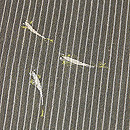 細縞にメダカの単衣付下　質感・風合