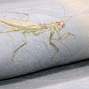 虫尽くし刺繍の名古屋帯 　質感・風合