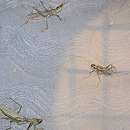 虫尽くし刺繍の名古屋帯 　質感・風合