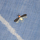 すすきと蛍火の名古屋帯　質感・風合