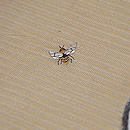 萩に白兎の刺繍名古屋帯　質感・風合