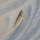 深川鼠セキレイ文様付下単衣　質感・風合