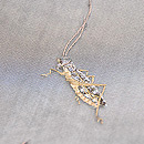 虫尽くし黒地紗の名古屋帯 質感・風合