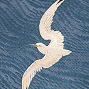 カモメの刺繍紗の名古屋帯　質感・風合