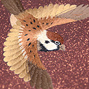 舞い踊る雀の名古屋帯 質感・風合