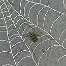 蜘蛛の刺繍夏帯　質感・風合